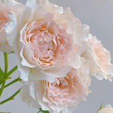 Aube Legere Rose-黎明|France Shrub Rose